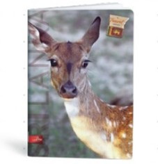 City Travel A4 kockás füzet, Sri Lanka/Őz (1 db)