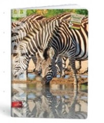 City Travel A4 kockás füzet, Zebra (1 db)